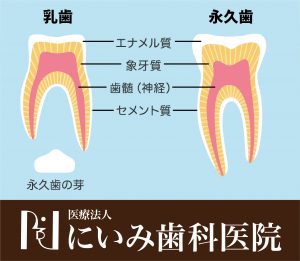 三重県四日市_にいみ歯科医院_乳歯_永久歯